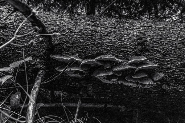 bir ağacın siyah beyaz fotoğrafı