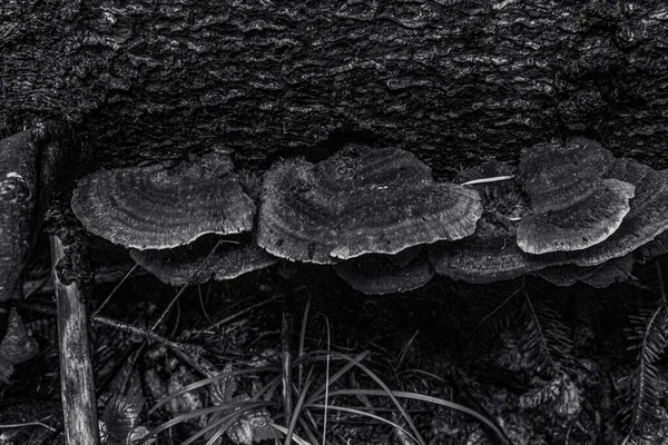 Bahçedeki ağaç gövdesine yakın çekim.