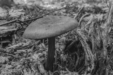 Ormanda mantar, siyah ve beyaz