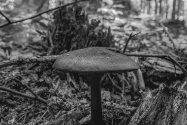 Ormanda siyah mantar