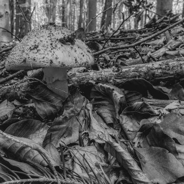 Düşmüş beyaz yapraklı çürük bir ağacın siyah beyaz fotoğrafı..