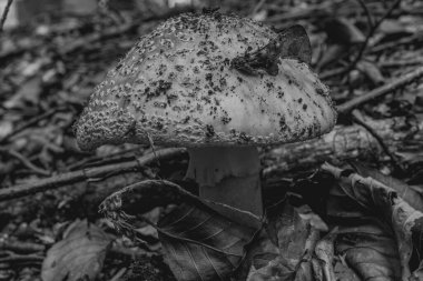 Çimlerin üzerinde mantar