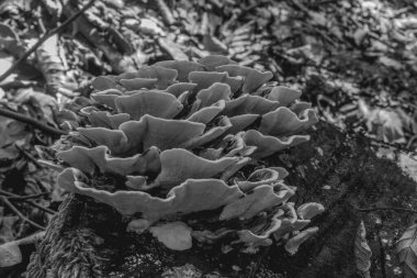 Ormanda mantarlar, bitki örtüsü