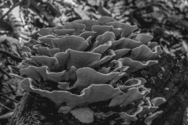 Güzel, beyaz, siyah ve beyaz bir karenin yakın çekimi.