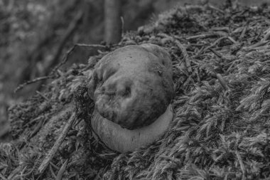 Makro fotoğraf, Hayvanlar, Doğa, urope, Doğu Avrupa, Romanya - Canon EOS 4000D lensler: EF-S 18-55 mm f / 3.5-5.6 is II