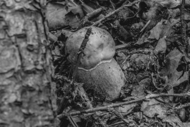 Arkaplanı bulanık bir ağacın siyah beyaz fotoğrafı