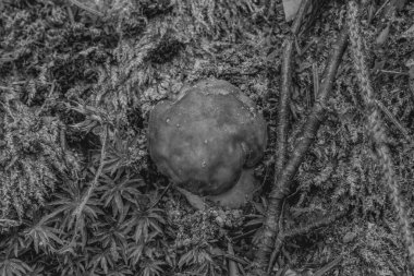 Ormandaki büyük ağaç..