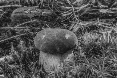 Ormanda mantar, bitki örtüsü, doğa.