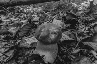 Kafatası olan genç bir kadının siyah beyaz görüntüsü.