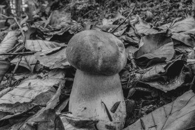 Yerlerde mantar yetişiyor..