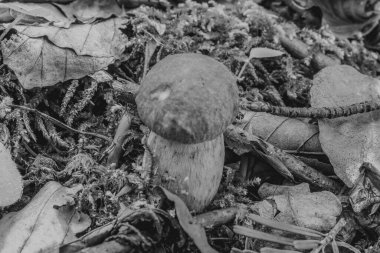 Ormanda büyüyen mantar