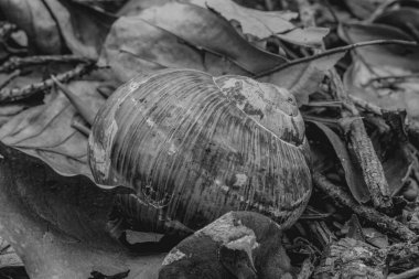 Beyaz, siyah ve beyaz bir mantara yaklaş.