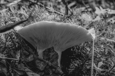 Ormandaki bir dalda mantarın dikey yakın çekimi.