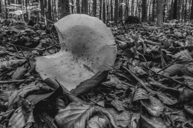 Ormandaki güzel bir ağaç manzarası.