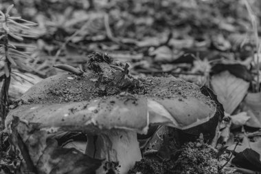 Sonbahar yaprakları, sonbahar bitkileri