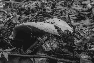 Sonbaharda ormandaki bir mantarın siyah beyaz fotoğrafı.