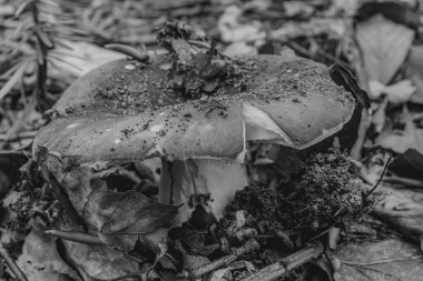 Bahçedeki mantarlar