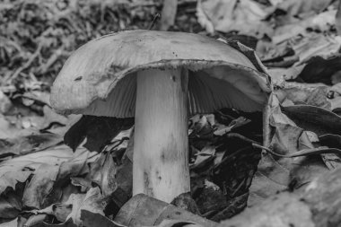 Ormanda beyaz ve siyah mantarlar