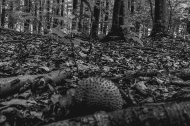 Ağaçlı güzel sonbahar manzarası