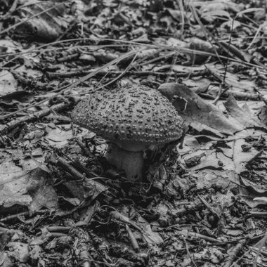 Ormanda siyah beyaz mantar