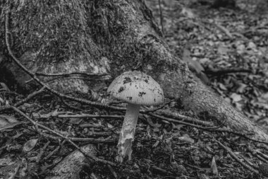 Yerdeki beyaz mantarın dikey görüntüsü.