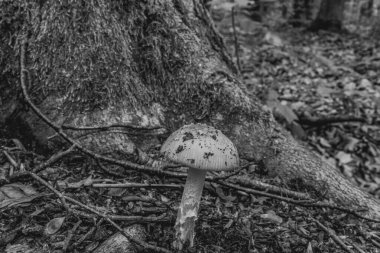 Ormanda büyüyen beyaz bir mantar..