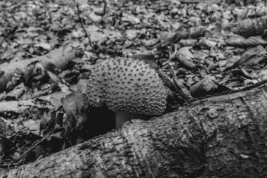 Ormanda mantar, sonbahar arka planı