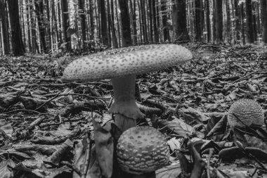 Orman mantarının siyah beyaz fotoğrafı