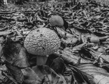 Yerde siyah ve beyaz mantar