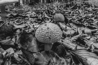 Sonbahar ormanındaki mantarlar. Ağaçtaki mantarlar.