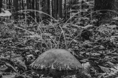 Ormanda büyüyen mantar, yakın plan, ormanda mantar ve mantar.