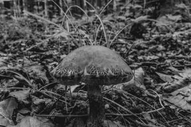 Ormanda siyah mantar