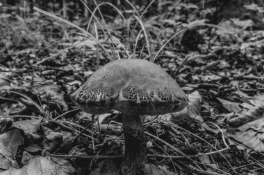Ormandaki mantarın siyah beyaz fotoğrafı.