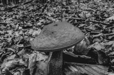 ormanda sonbaharda mantar