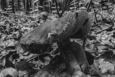 bir ağacın siyah beyaz fotoğrafı