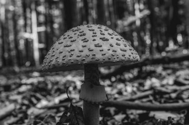 Ormandaki mantarlar, yaklaşın. Ormanda mantar