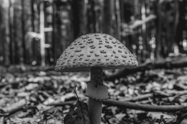 Sonbahar ormanlarında mantar, siyah ve beyaz