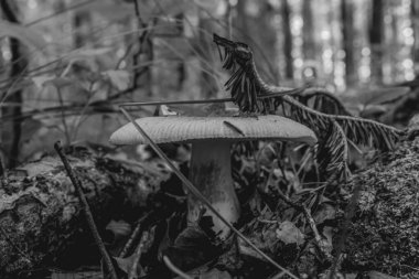 Ormandaki mantar mantarı, kapat