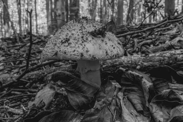 Ormanın zemininde mantar var. siyah beyaz fotoğraf