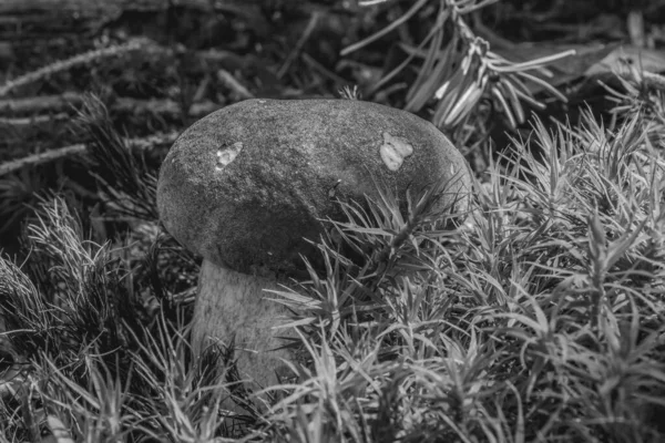 Ormanda büyüyen mantar