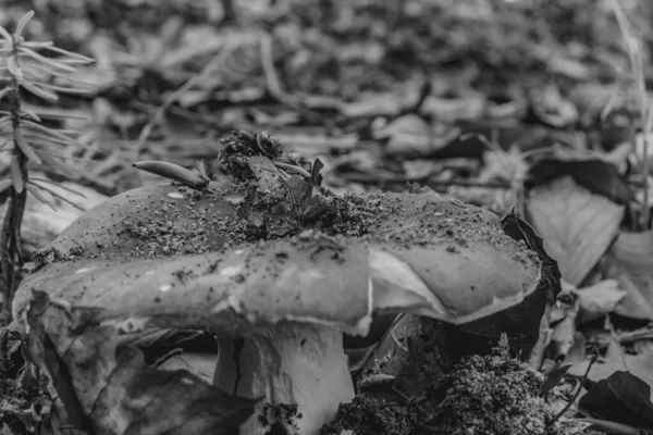 Sonbahar yaprakları, sonbahar bitkileri