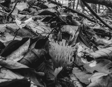 Ormandaki beyaz çiçek