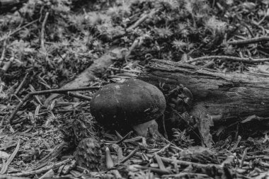 Siyah beyaz bir mantarın yakın çekimi.