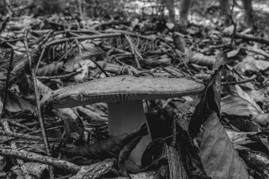 Ormandaki bir mantarın yakın plan çekimi.