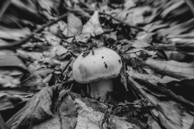 Ormanda büyüyen mantar