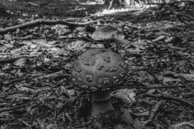 Ormanda siyah beyaz mantar