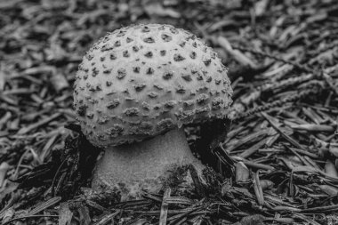 Ormanda siyah ve beyaz mantarlar