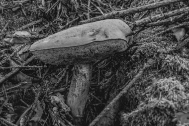 Makro fotoğraf, Hayvanlar, Doğa, urope, Doğu Avrupa, Romanya - Canon EOS 4000D lensler: EF-S 18-55 mm f / 3.5-5.6 is II