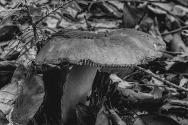 Makro fotoğraf, Hayvanlar, Doğa, urope, Doğu Avrupa, Romanya - Canon EOS 4000D lensler: EF-S 18-55 mm f / 3.5-5.6 is II