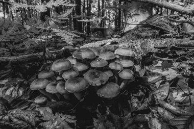 Makro fotoğraf, Hayvanlar, Doğa, urope, Doğu Avrupa, Romanya - Canon EOS 4000D lensler: EF-S 18-55 mm f / 3.5-5.6 is II